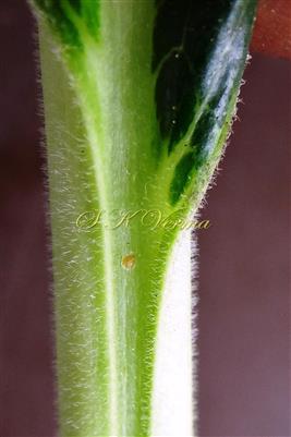  Petiole 